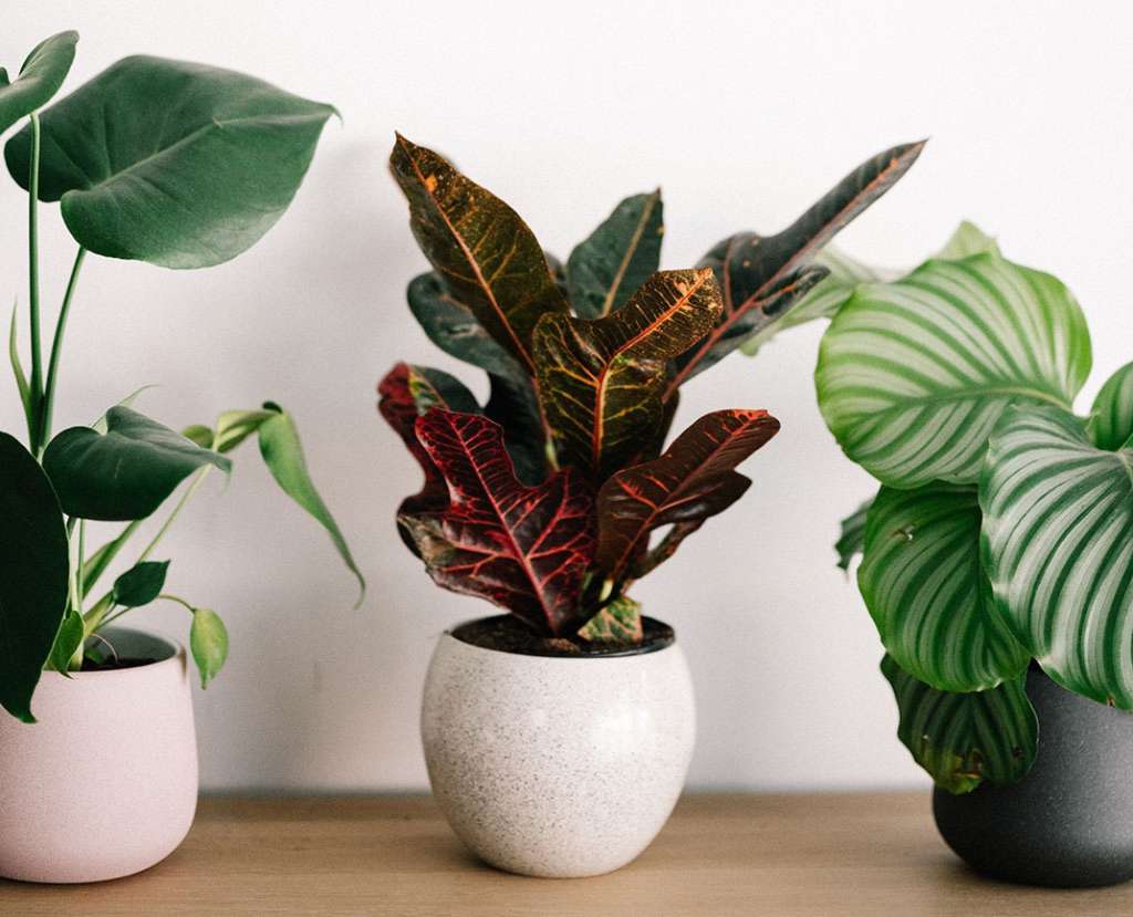 Moving your potted plants to your new residence